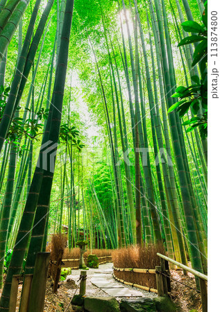 6月の鎌倉　報国寺　竹の庭 113874800
