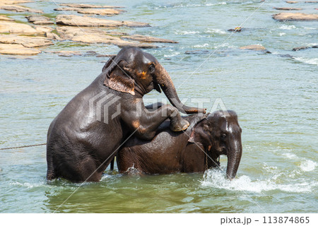 Male elephant trying to have sex with female elephant for make baby elephants in river of Pinnawala, Sri Lanka. Conceptual shot of animal behavior in the nature. Male elephant trying to have sex with female elephant for make baby elephants in river of Pinnawala, Sri Lanka. Conceptual shot of animal behavior in the nature. 113874865
