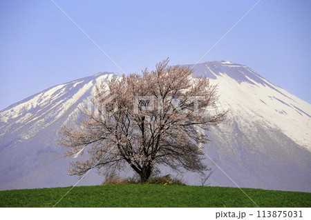 春の岩手山と美しい桜 春の岩手山と美しい桜 113875031