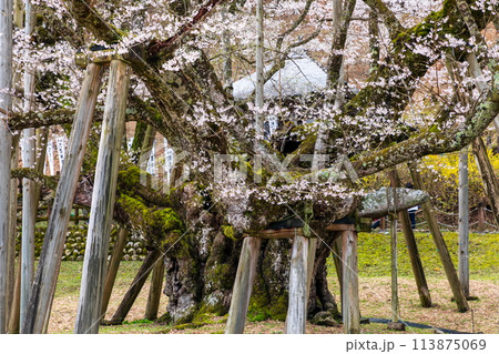 樹齢1500年余りの淡墨桜を支える幹 樹齢1500年余りの淡墨桜を支える幹 113875069