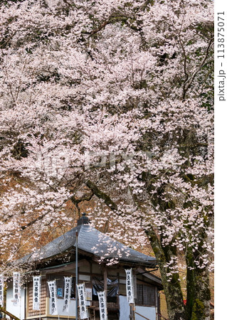 満開の根尾谷の淡墨桜 満開の根尾谷の淡墨桜 113875071