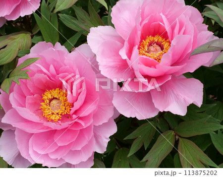 ボタンの花 113875202