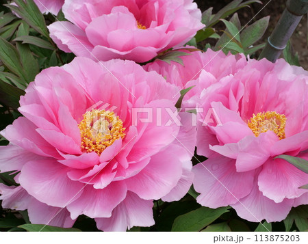 ボタンの花 113875203