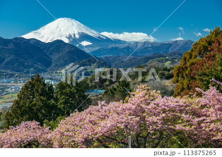 おおいゆめの里　河津桜と富士山 113875265