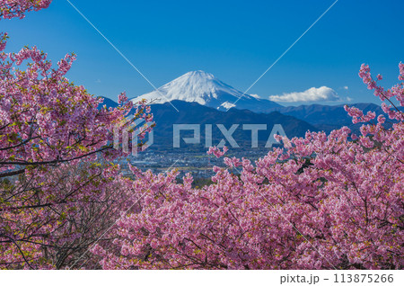 おおいゆめの里　河津桜と富士山 113875266