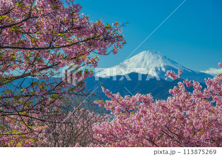 おおいゆめの里　河津桜と富士山 113875269