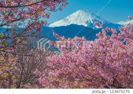 おおいゆめの里　河津桜と富士山 113875270