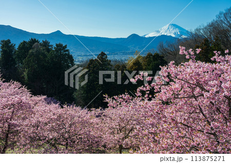 おおいゆめの里　河津桜と富士山 113875271
