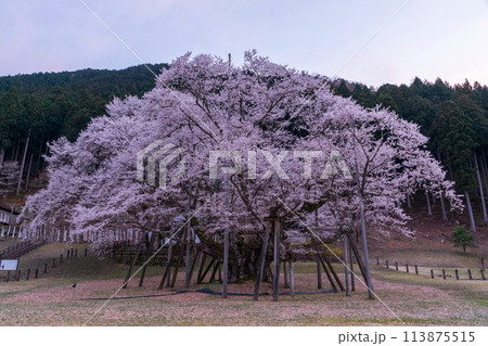 夕方の根尾谷の淡墨桜 113875515