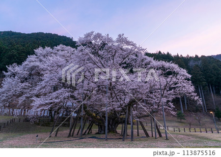 夕方の淡墨桜 夕方の淡墨桜 113875516