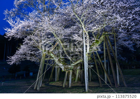 ライトアップされた古木の桜 ライトアップされた古木の桜 113875520