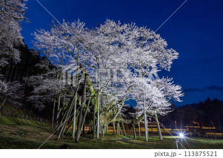 ライトアップされた満開の淡墨桜 113875521