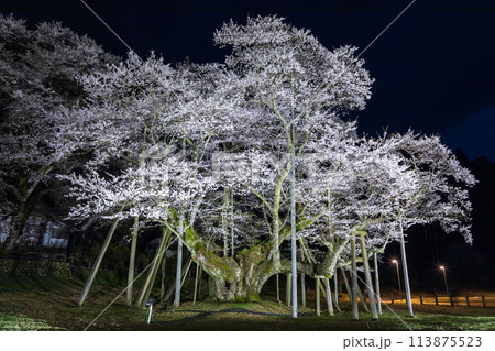 幽玄な古木の根尾桜 113875523
