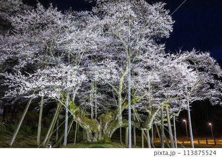 ライトアップされた幽玄な古木の根尾桜 ライトアップされた幽玄な古木の根尾桜 113875524