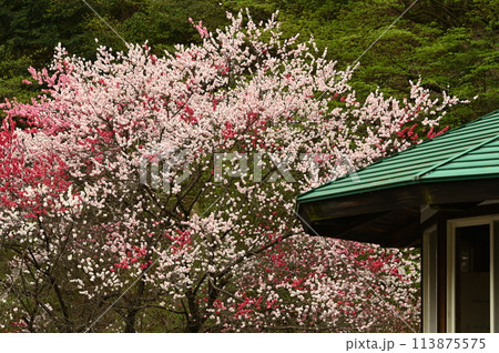 青い屋根と満開の花桃の花 113875575