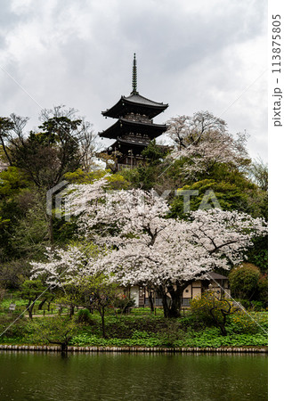 横浜の風景 春の三渓園 横浜の風景 春の三渓園 113875805