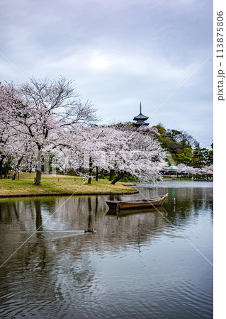 横浜の風景 春の三渓園 横浜の風景 春の三渓園 113875806