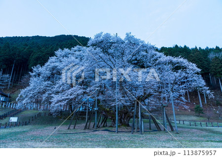 静寂な根尾谷の淡墨桜 113875957