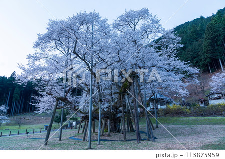 早朝の満開の根尾谷の淡墨桜 113875959