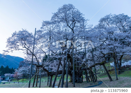 夜明の根尾谷の淡墨桜 夜明の根尾谷の淡墨桜 113875960