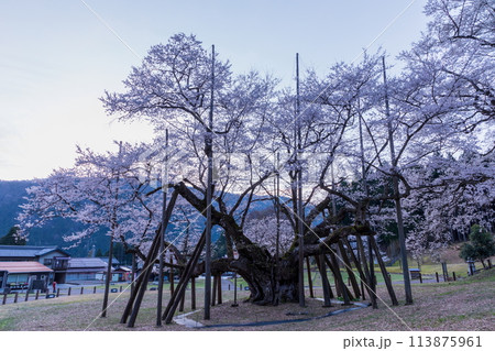 夜明の静寂に佇む満開の桜古木 113875961