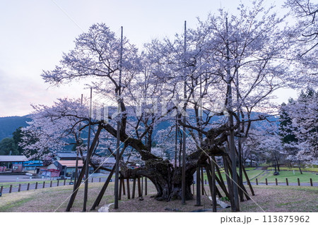 夜明の谷に佇む巨大桜 113875962