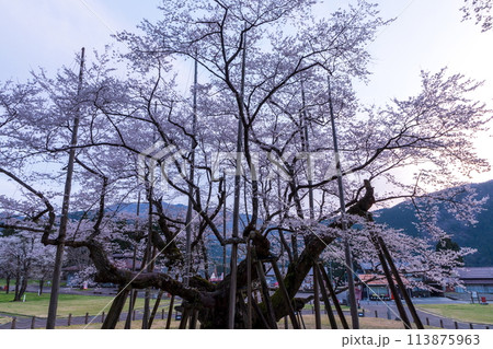 満開に咲く夜明の淡墨桜 113875963