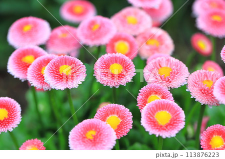 春の花壇 ピンク色のデージー 春の花壇 ピンク色のデージー 113876223