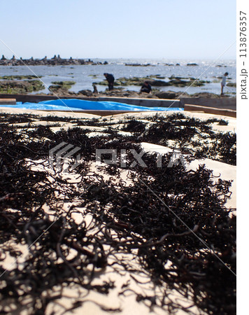 ヒジキの天日干し風景 113876357