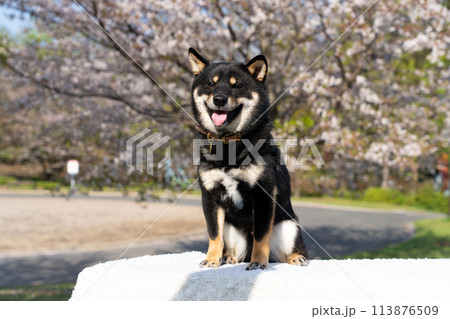桜を背景にお座りしている柴犬 113876509