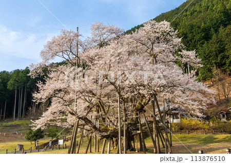 朝日に映える根尾谷の淡墨桜 113876510