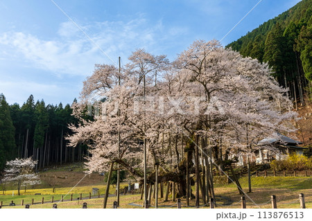朝日に映える満開の根尾谷の桜 113876513