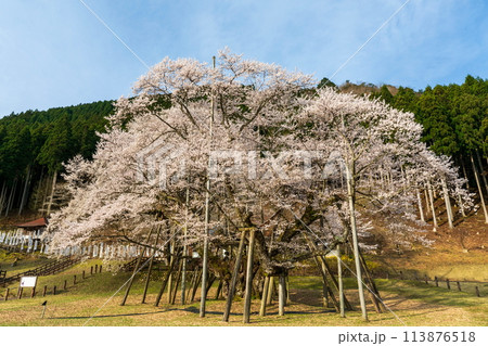 目覚めた根尾谷の桜 113876518