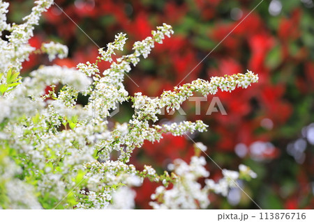 赤い紅カナメモチと白い雪柳（ユキヤナギ） 113876716