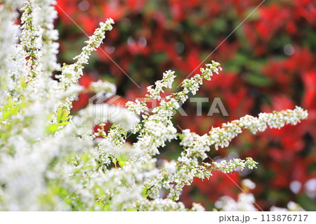 赤い紅カナメモチと白い雪柳（ユキヤナギ） 113876717