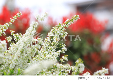 赤い紅カナメモチと白い雪柳（ユキヤナギ） 113876718
