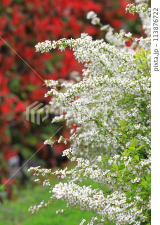 赤い紅カナメモチと白い雪柳（ユキヤナギ） 113876722