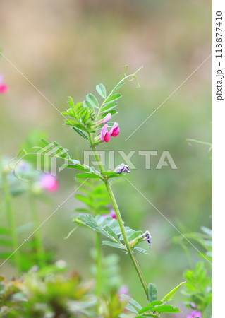 烏野豌豆(カラスノエンドウ)or 矢筈豌豆(ヤハズエンドウ) 烏野豌豆(カラスノエンドウ)or 矢筈豌豆(ヤハズエンドウ) 113877410