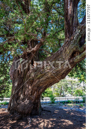 鎌倉の風景 建長寺の巨木 鎌倉の風景 建長寺の巨木 113877597