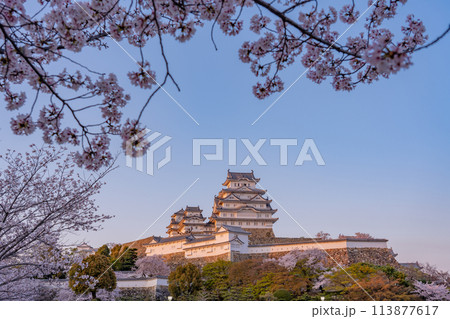 国宝姫路城　夕陽を浴びた姫路城と桜 113877617