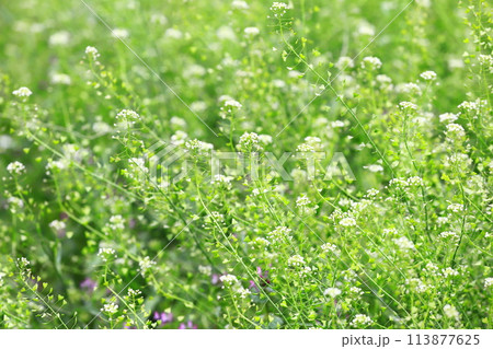 豆軍配薺（マメグンバイナズナ）の花 113877625