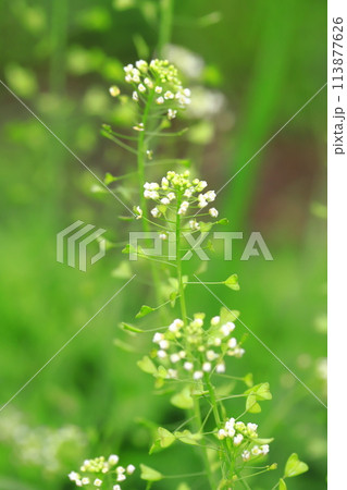 豆軍配薺（マメグンバイナズナ）の花 113877626