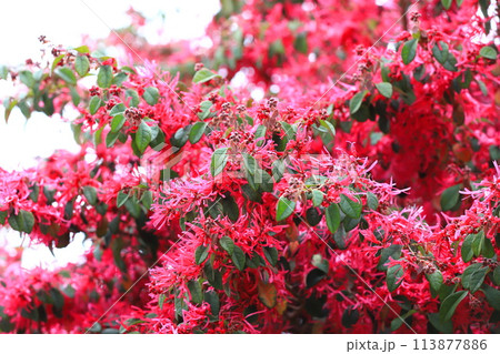 満開のトキワマンサクの花（ベニバナトキワマンサク）　 113877886