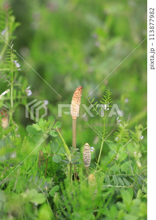 春の草地 土筆(つくし)とヤハズエンドウ 春の草地 土筆(つくし)とヤハズエンドウ 113877982