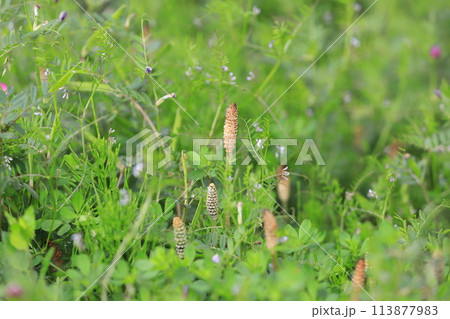 春の草地　土筆（つくし）とヤハズエンドウ 113877983