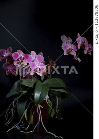 Phalaenopsis orchid brushes in pot on a dark background Phalaenopsis orchid brushes in pot on a dark background 113878306