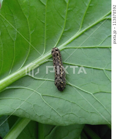 ハスモンヨトウ幼虫 113878592