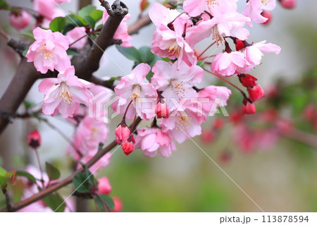 満開のハナカイドウの花 113878594