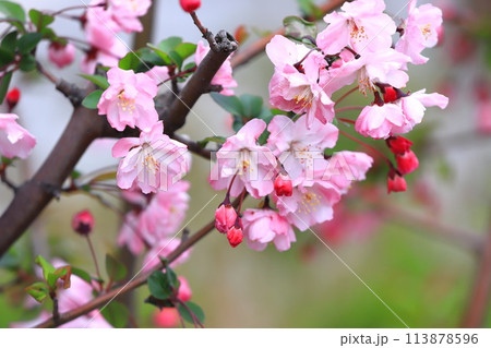 満開のハナカイドウの花 満開のハナカイドウの花 113878596