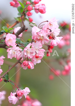 満開のハナカイドウの花 満開のハナカイドウの花 113878602